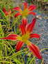 Hemerocallis 'Stoplight'
