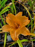 Hemerocallis 'Colonel Mustard'