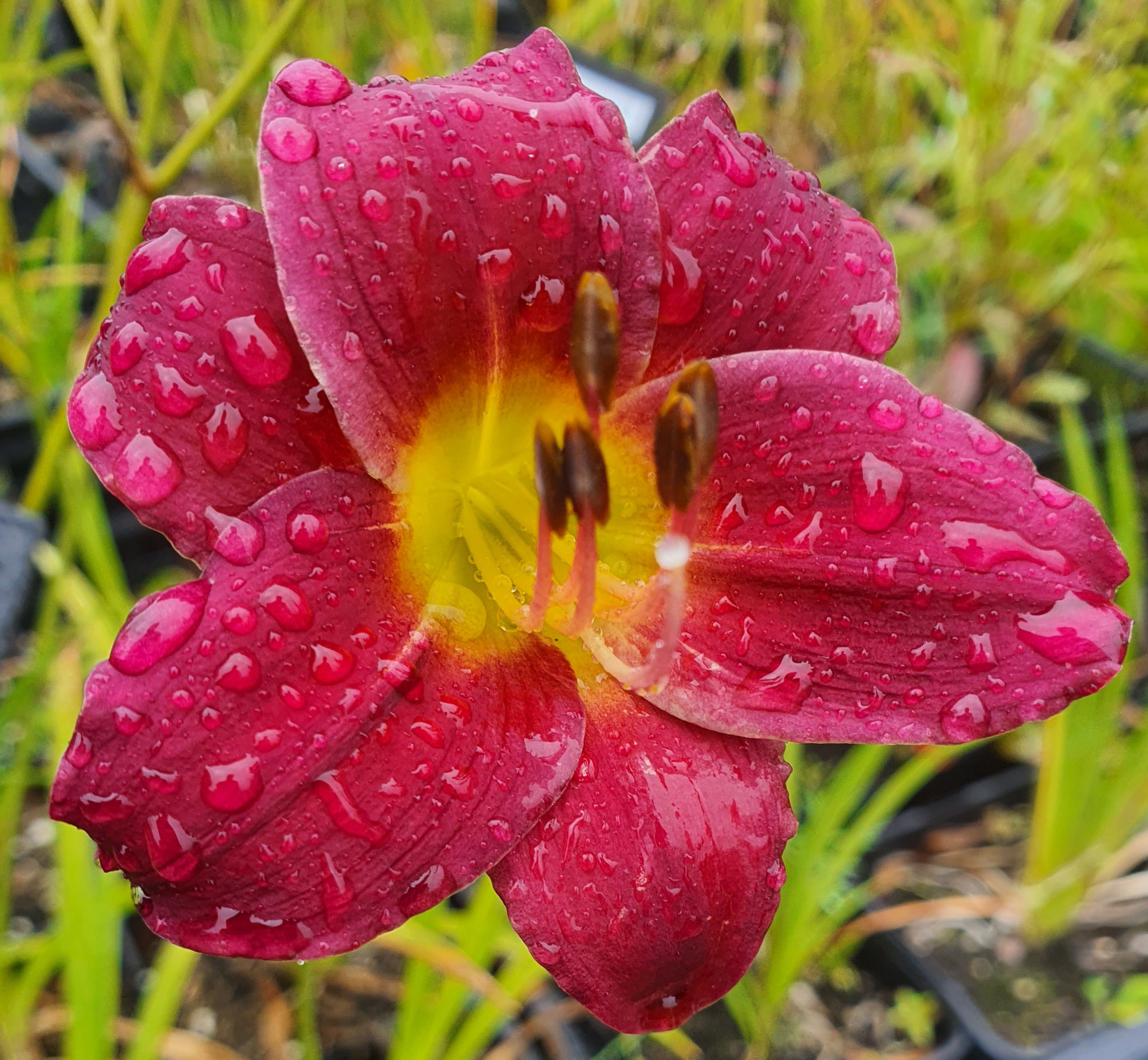 Hemerocallis 'Barbary Corsair'