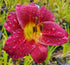 Hemerocallis 'Barbary Corsair'