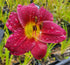 Hemerocallis 'Barbary Corsair'