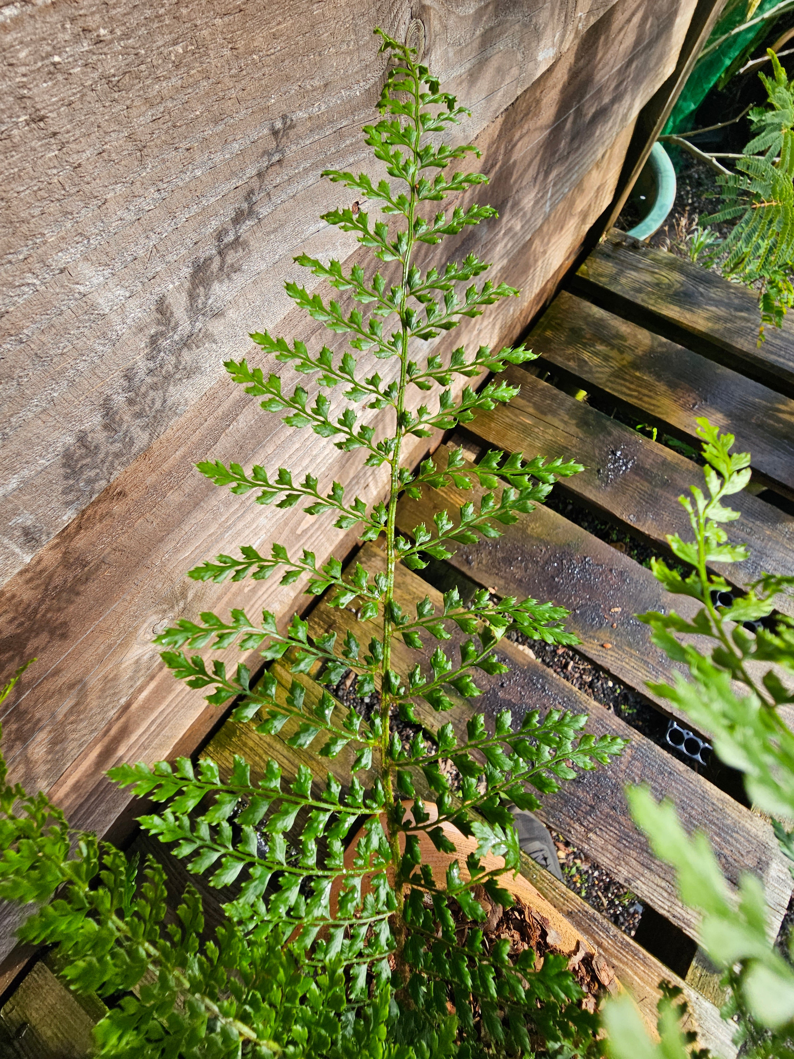 Polystichum setiferum 'Proliferum' 1.5-2 ltr