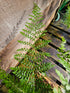 Polystichum setiferum 'Proliferum' 1.5-2 ltr
