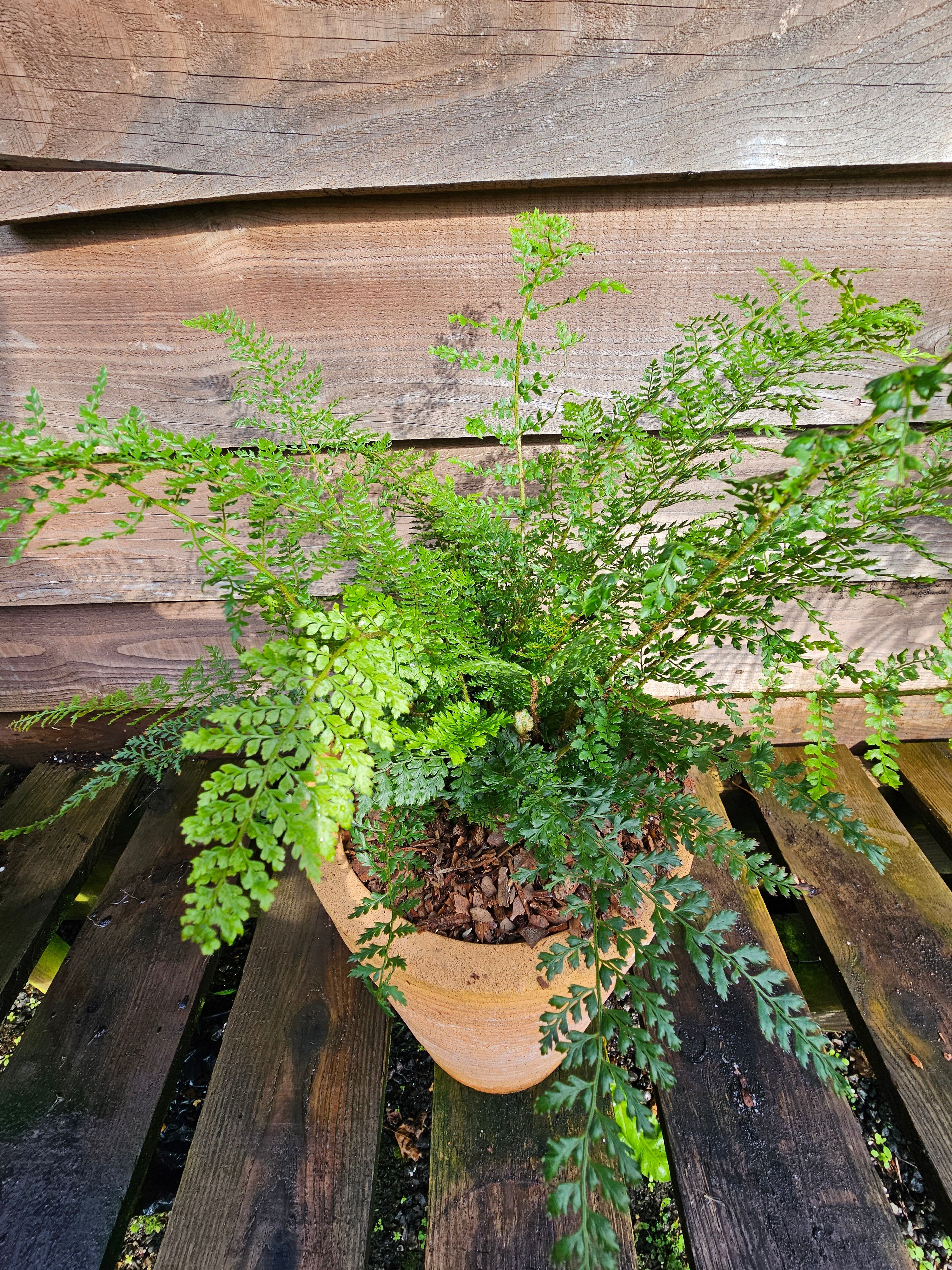 Polystichum setiferum 'Proliferum' 1.5-2 ltr