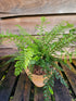 Polystichum setiferum 'Proliferum' 1.5-2 ltr