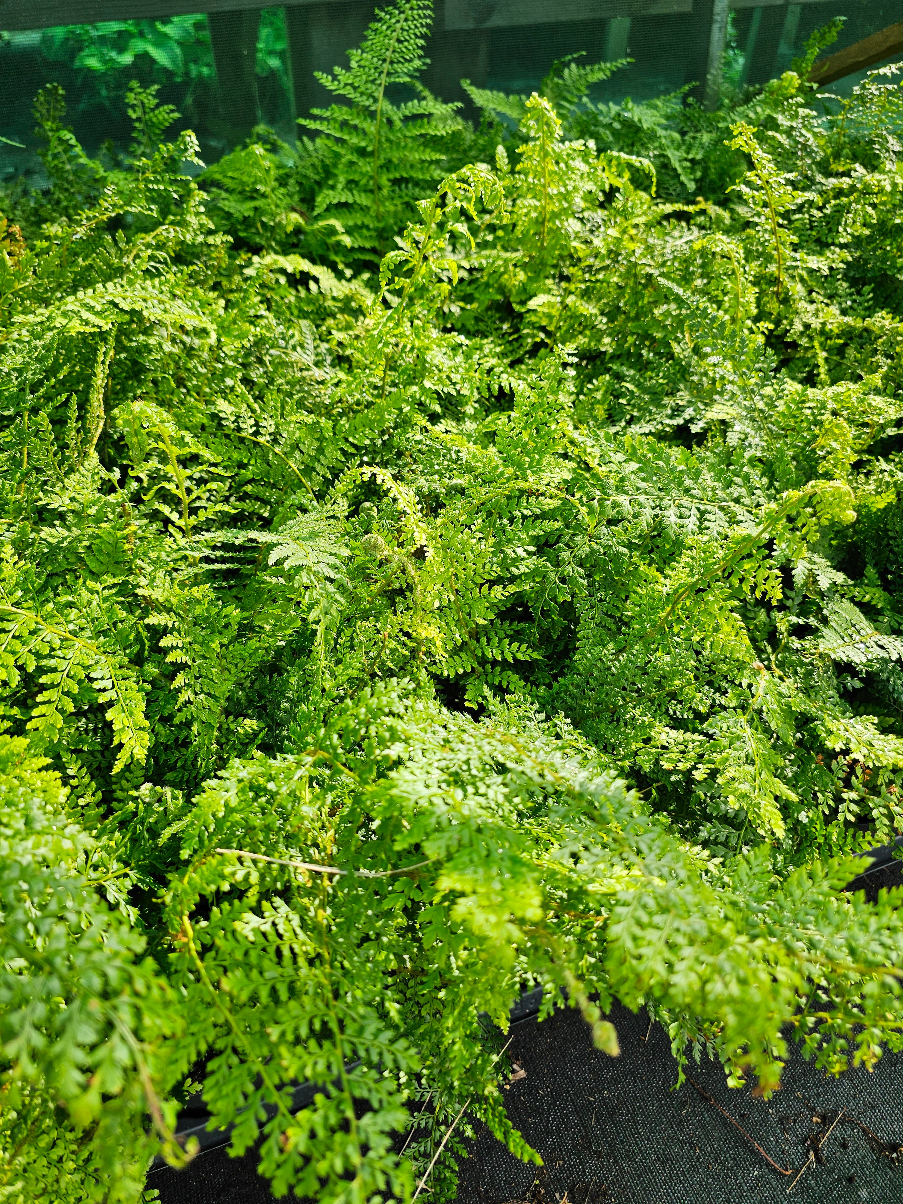 Polystichum setiferum 'Proliferum' 1.5-2 ltr