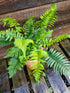Dryopteris atrata 1 ltr