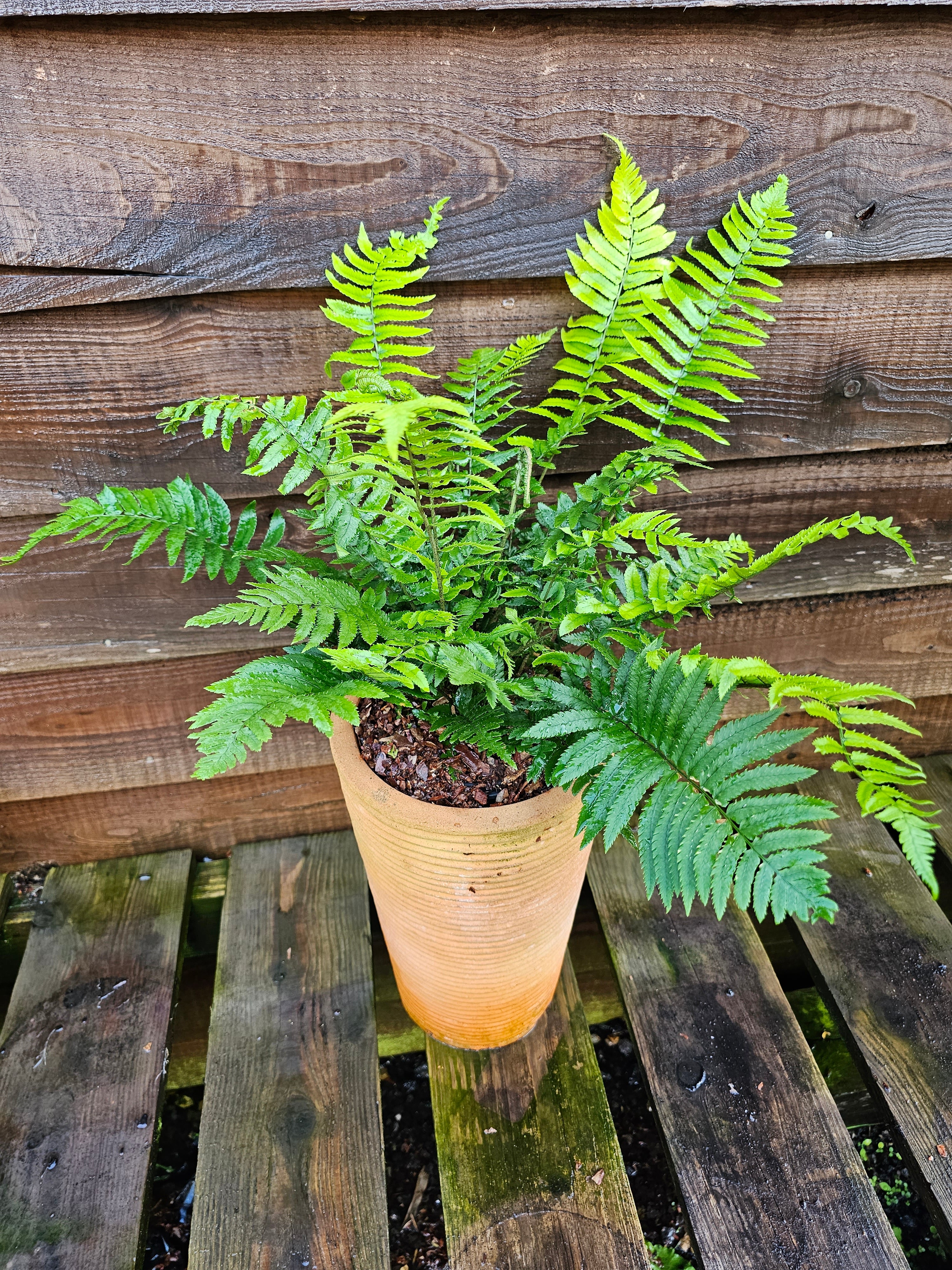 Dryopteris atrata 1 ltr