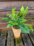 Dryopteris atrata 1 ltr