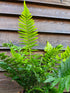 Dryopteris atrata 1 ltr