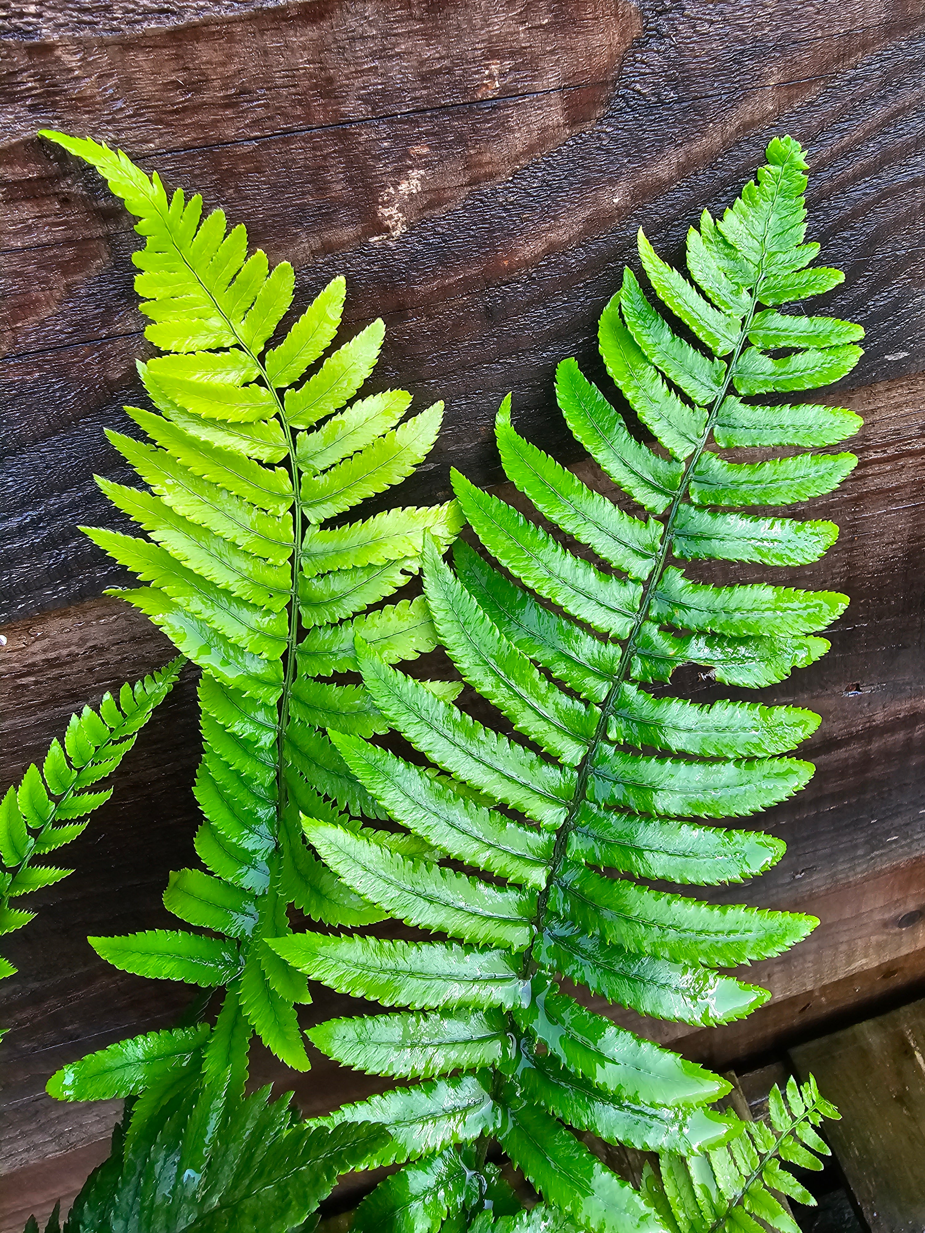Dryopteris atrata 1 ltr
