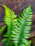 Dryopteris atrata 1 ltr