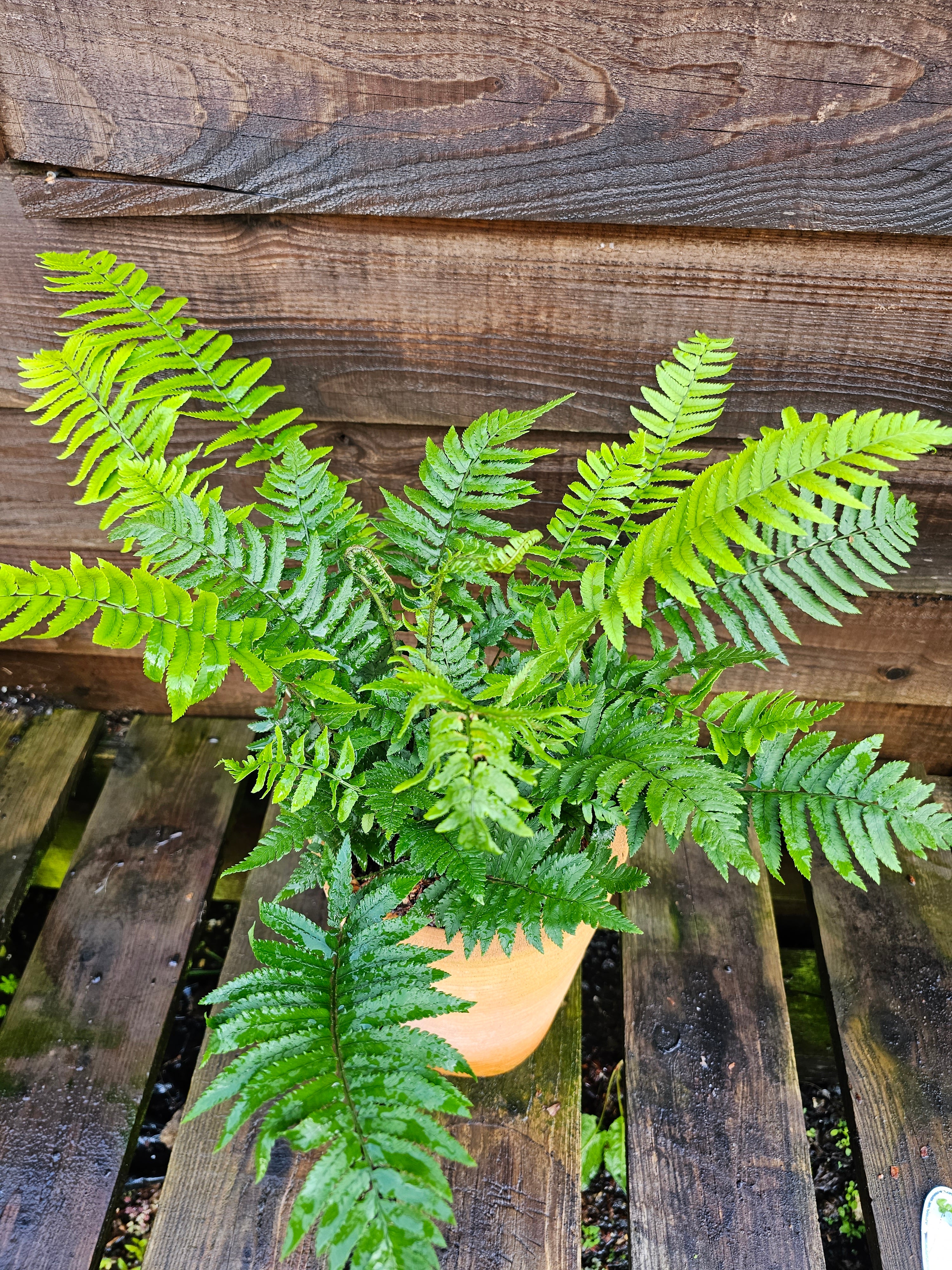 Dryopteris atrata 1 ltr