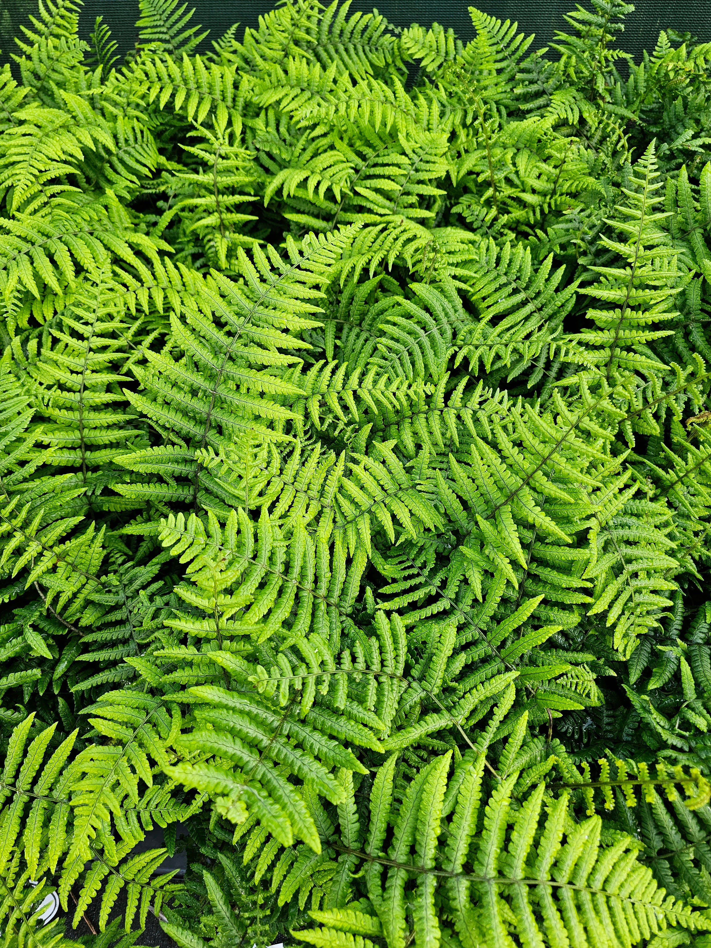Dryopteris atrata 1 ltr