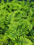 Dryopteris atrata 1 ltr