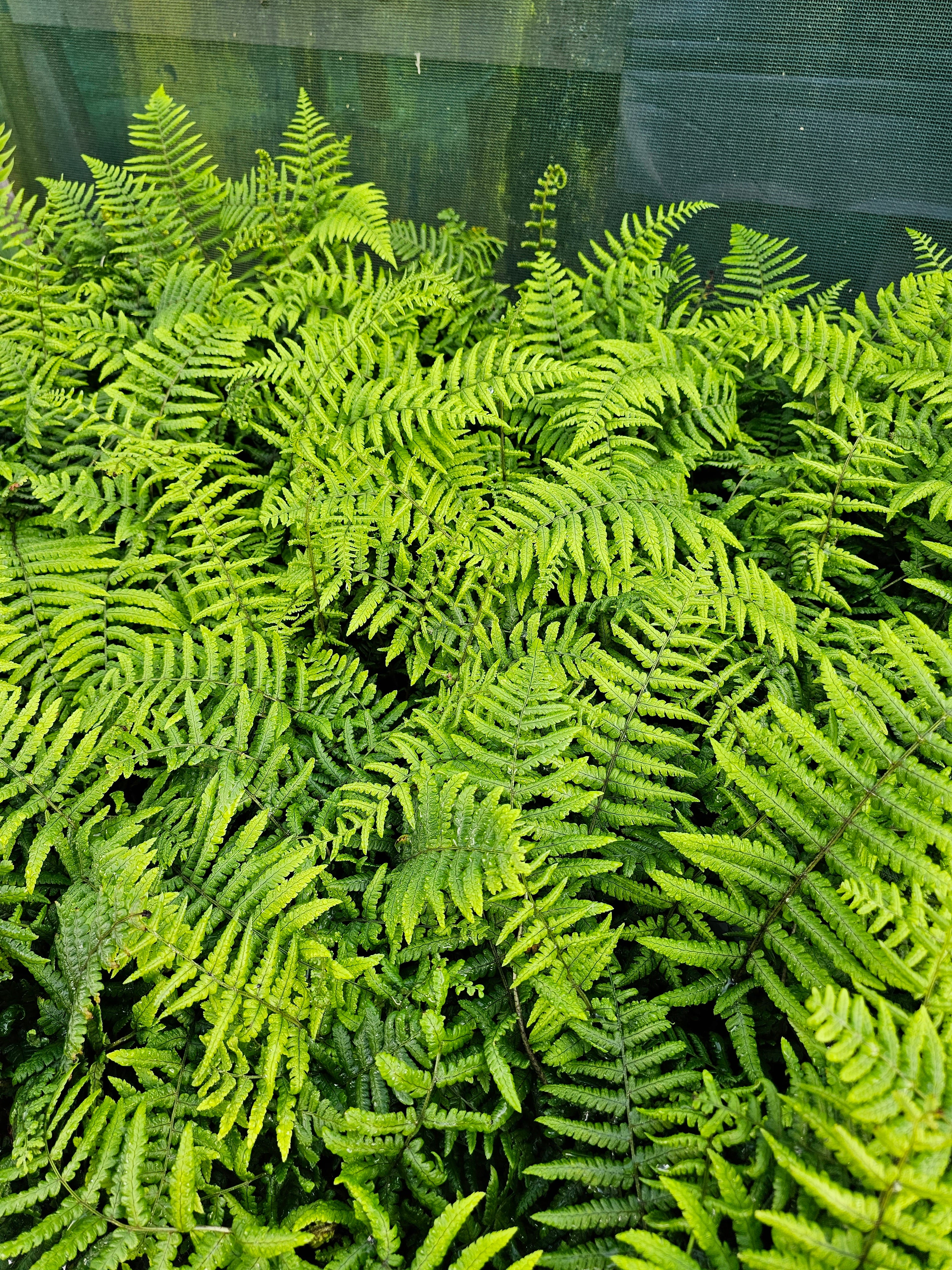 Dryopteris wallichiana 1 ltr