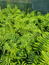 Dryopteris wallichiana 1 ltr