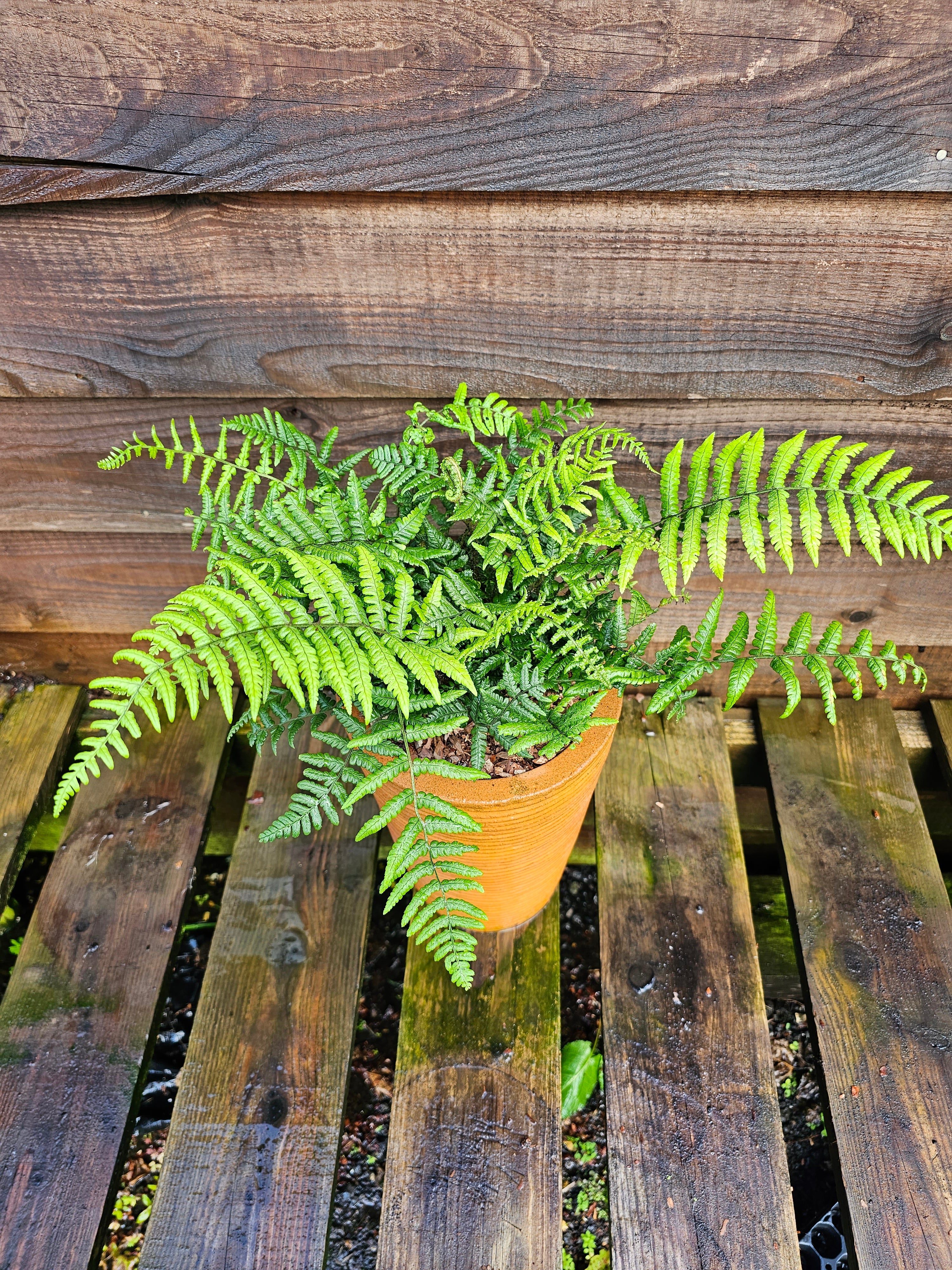Dryopteris wallichiana 1 ltr