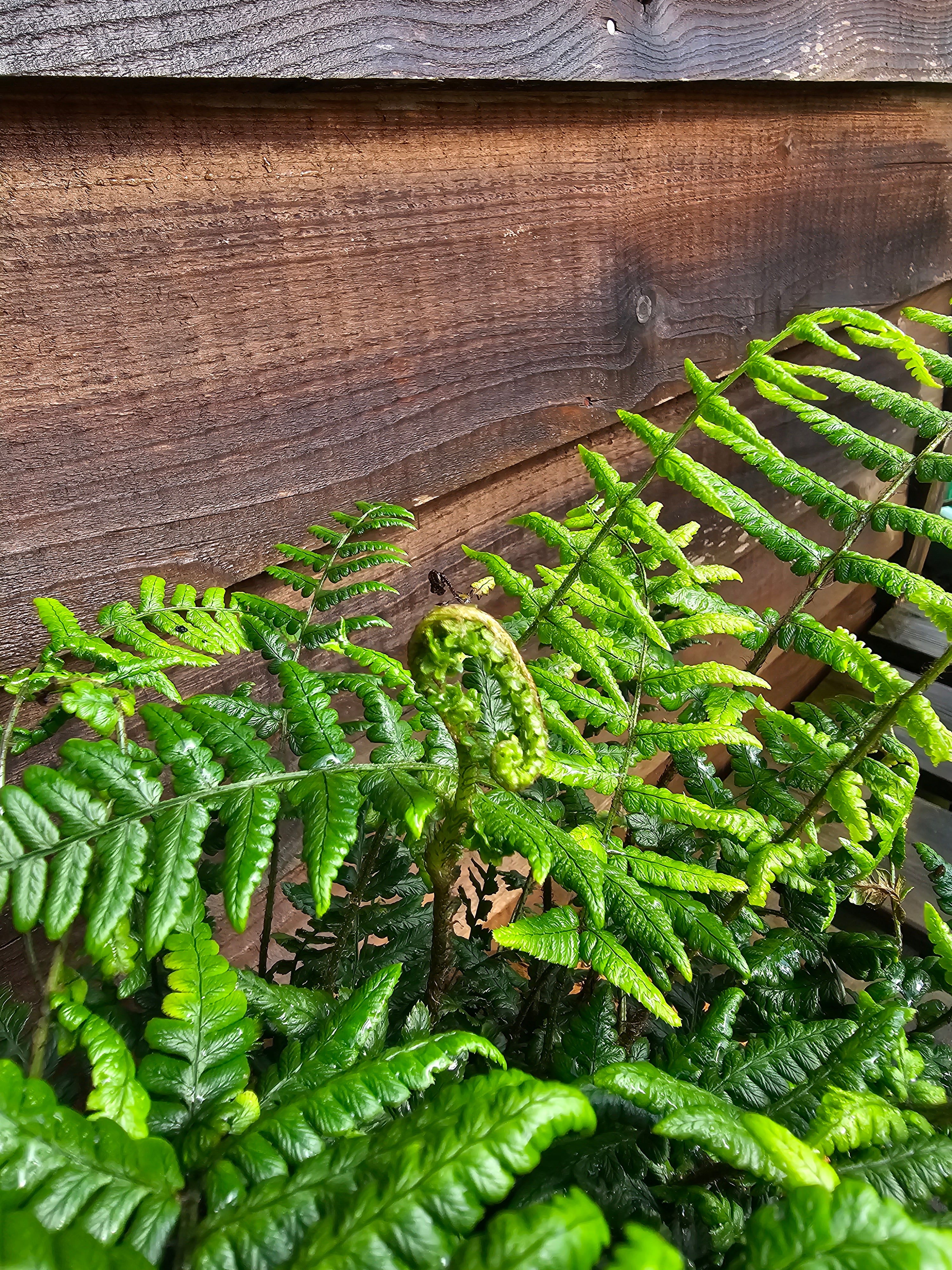 Dryopteris wallichiana 1 ltr