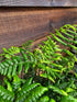 Dryopteris wallichiana 1 ltr