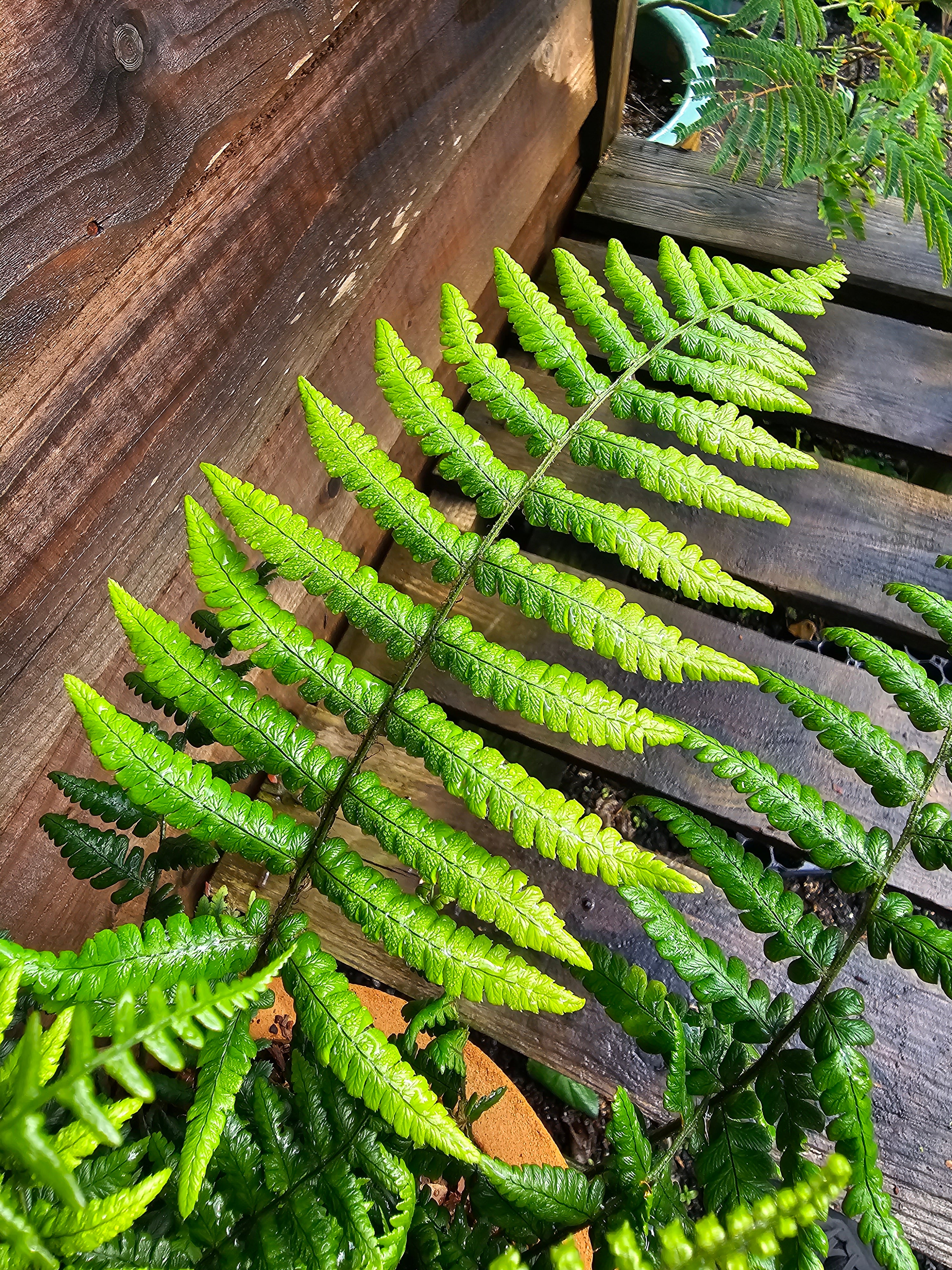 Dryopteris wallichiana 1 ltr