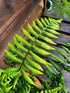 Dryopteris wallichiana 1 ltr