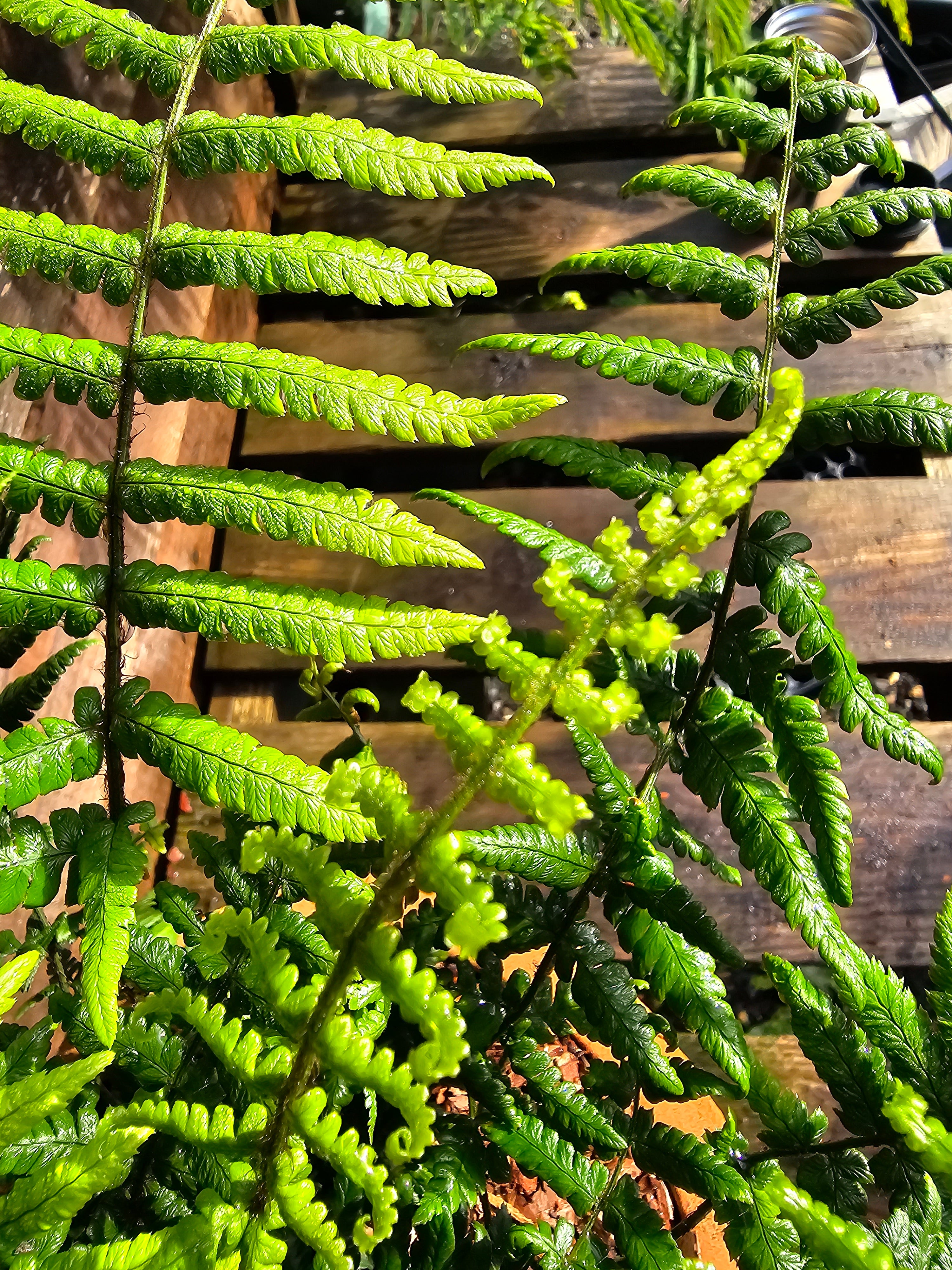 Dryopteris wallichiana 1 ltr