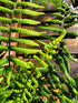 Dryopteris wallichiana 1 ltr
