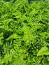 Dryopteris affinis 'Cristata The King' 1 ltr