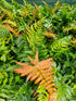 Dryopteris erythrosora 'Brilliance' 1lt