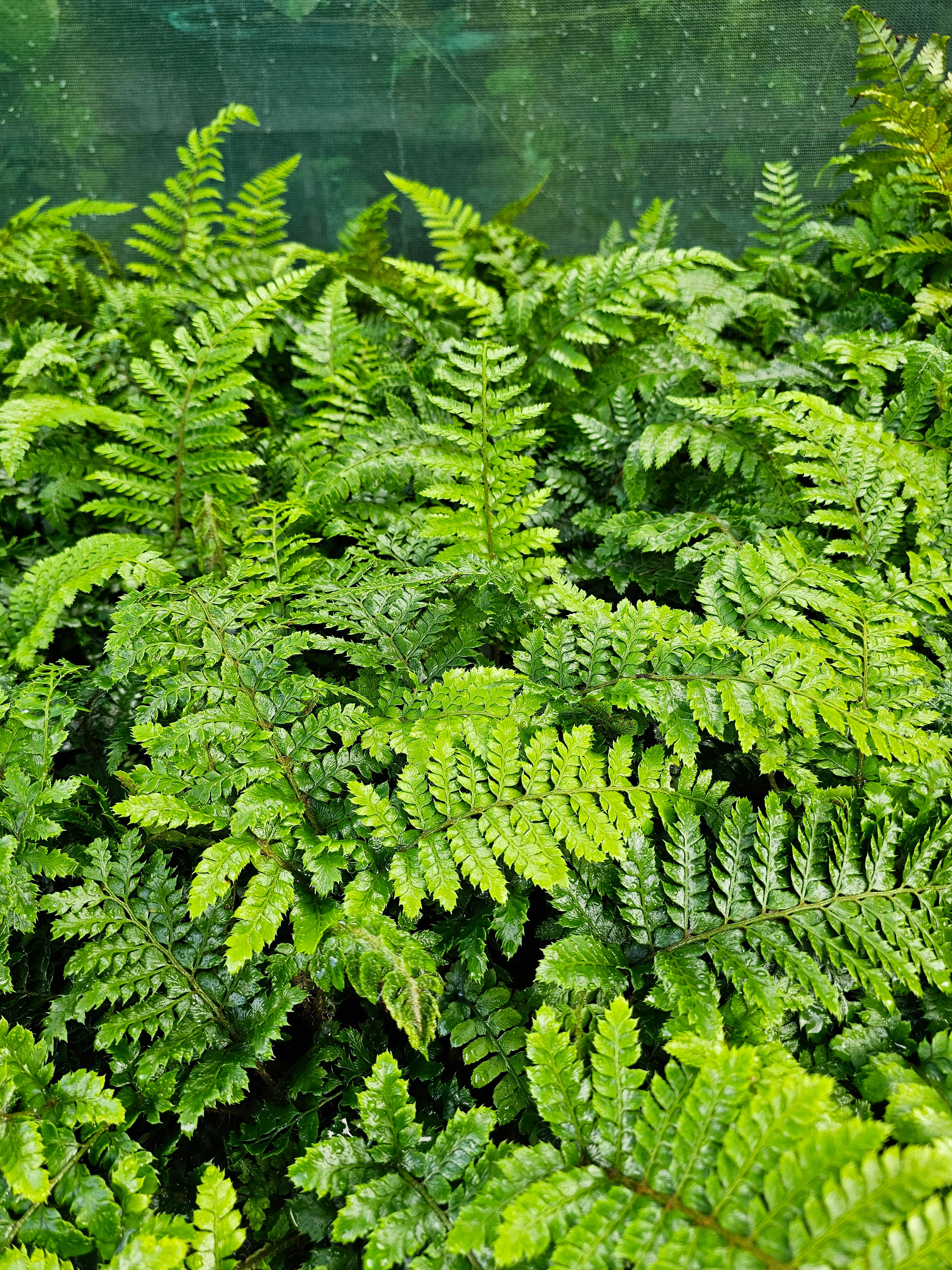 Polystichum polybletharum 1.5-2 ltr