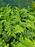Polystichum polybletharum 1.5-2 ltr