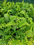 Dryopteris wallichiana 'Jurassic Gold' 1 ltr