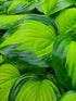 Hosta 'Cathedral Windows'