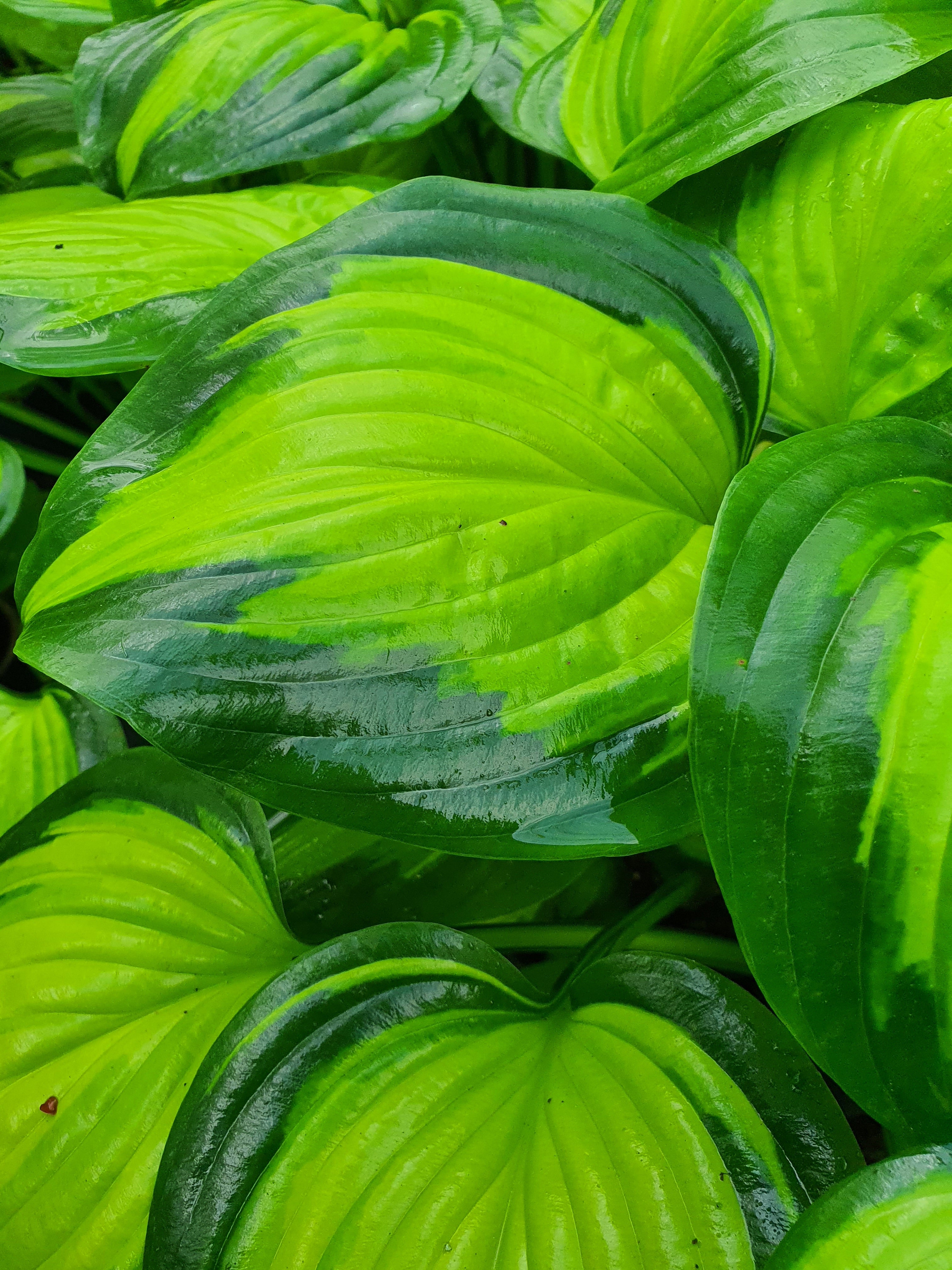 Hosta 'Cathedral Windows'