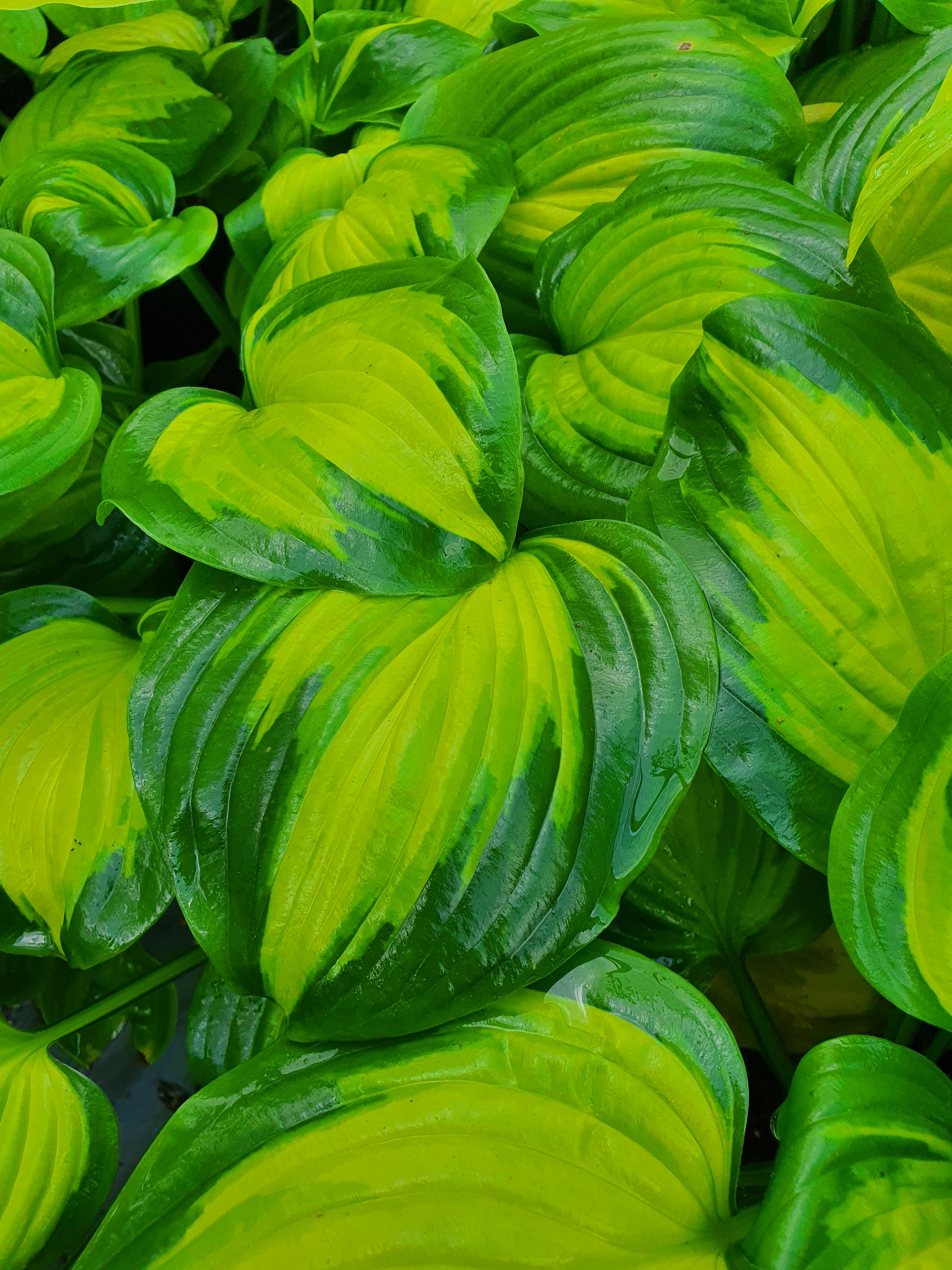 Hosta 'Cathedral Windows'
