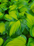 Hosta 'Cathedral Windows'