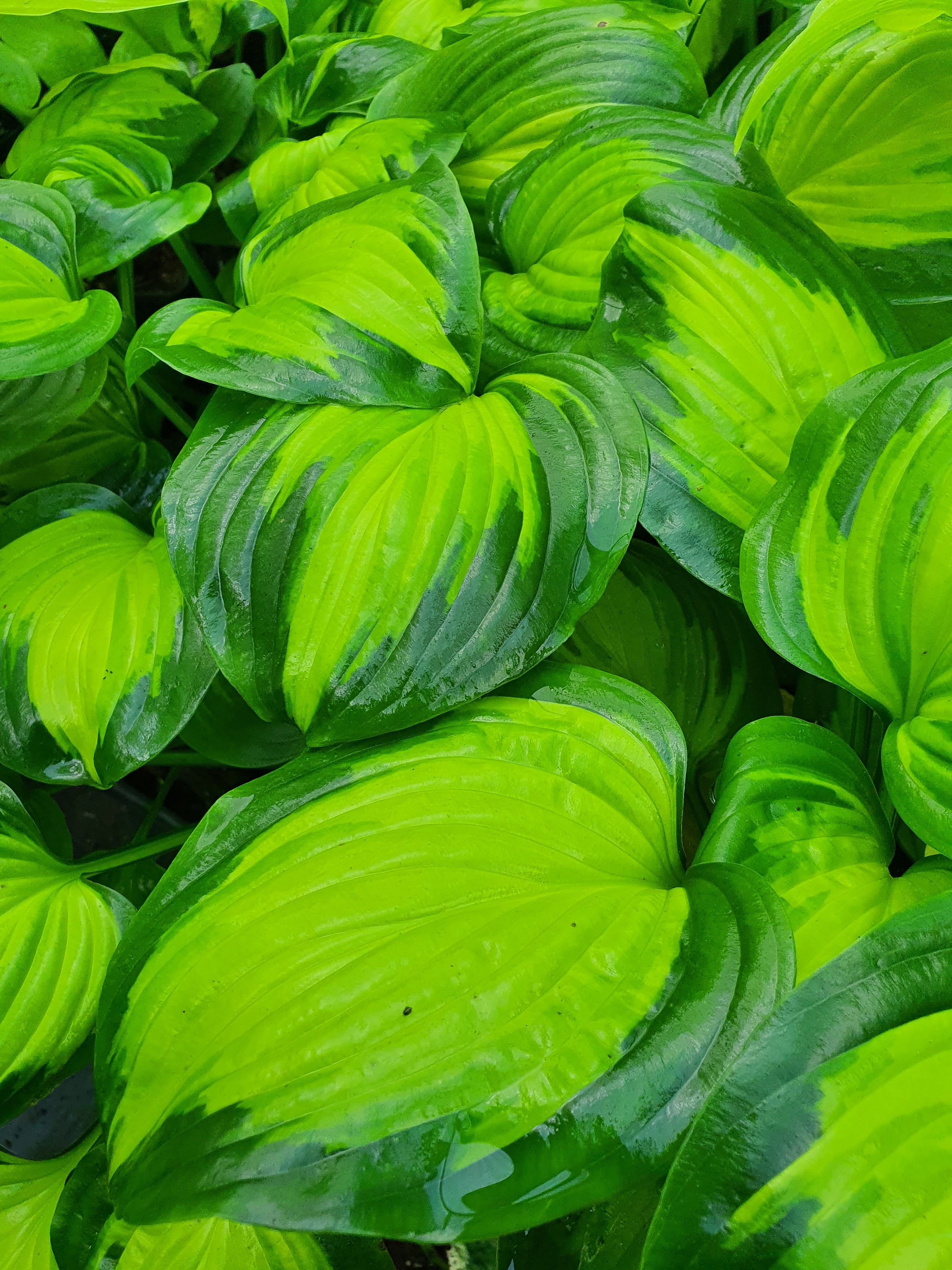 Hosta 'Cathedral Windows'
