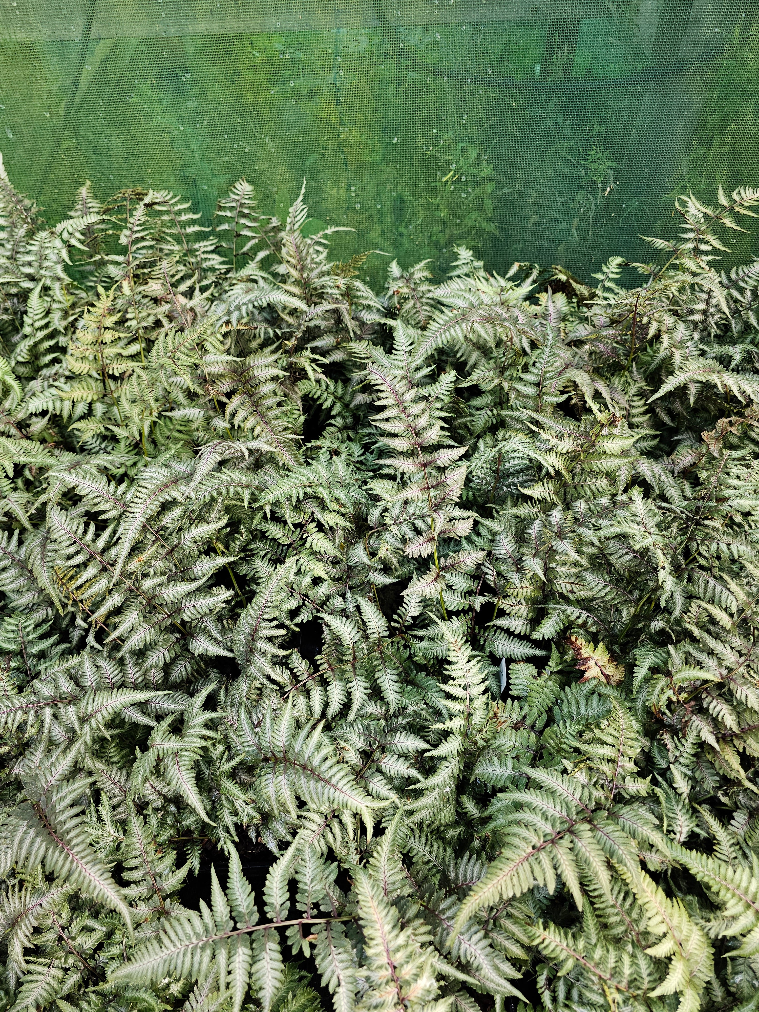 Athyrium niponicum 'Metallicum' 1 ltr