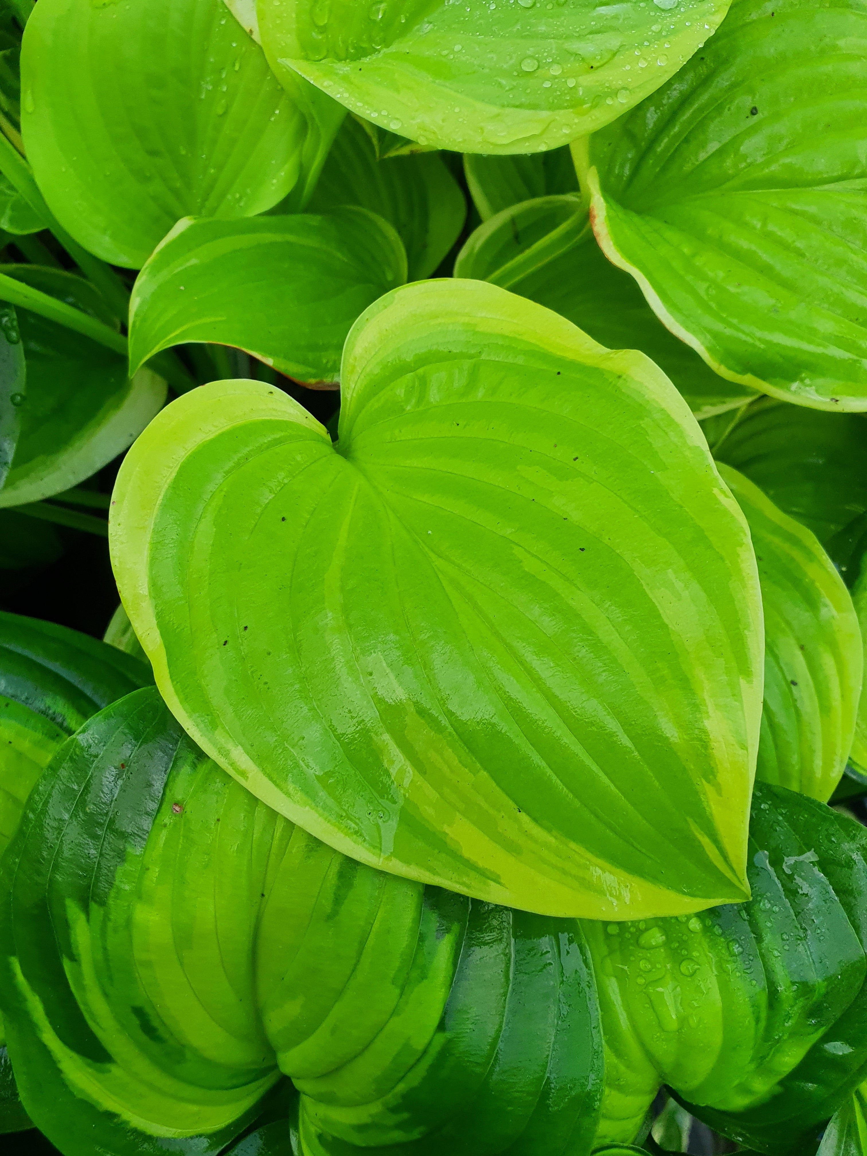 Hosta 'Lakeside Cha Cha'- Mature Specimen