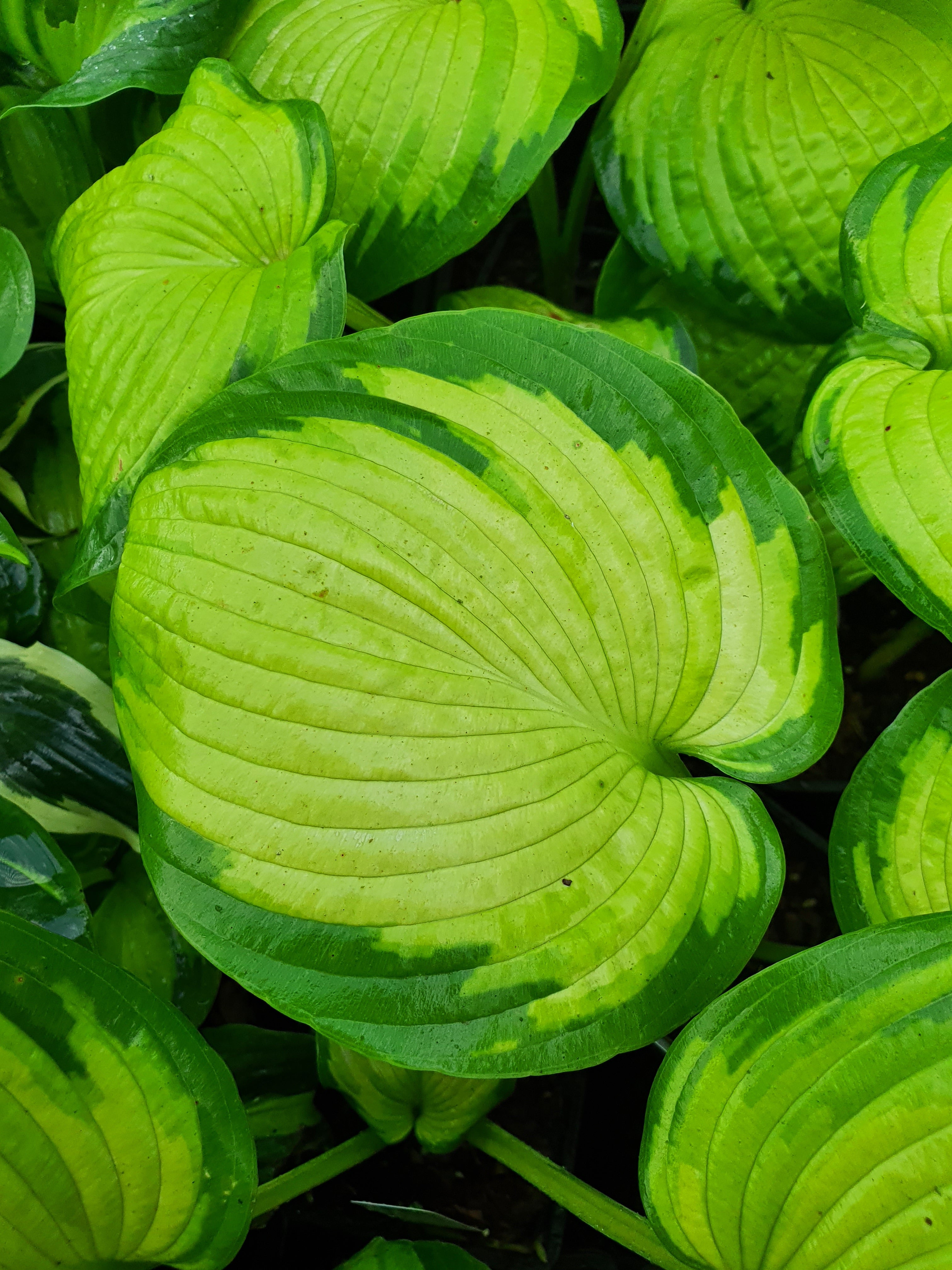 Hosta 'Color Glory'