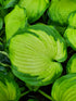 Hosta 'Color Glory'