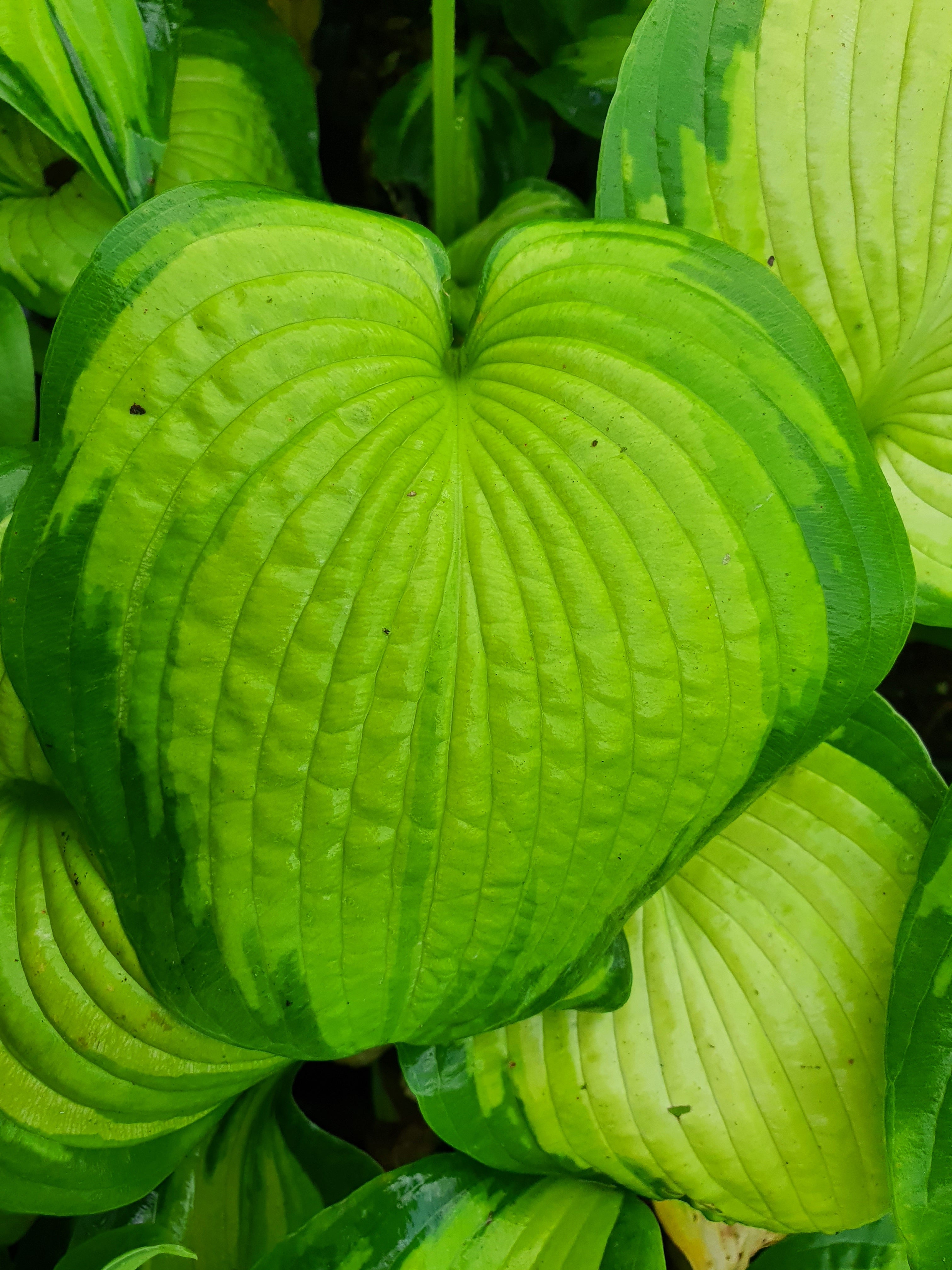 Hosta 'Color Glory'