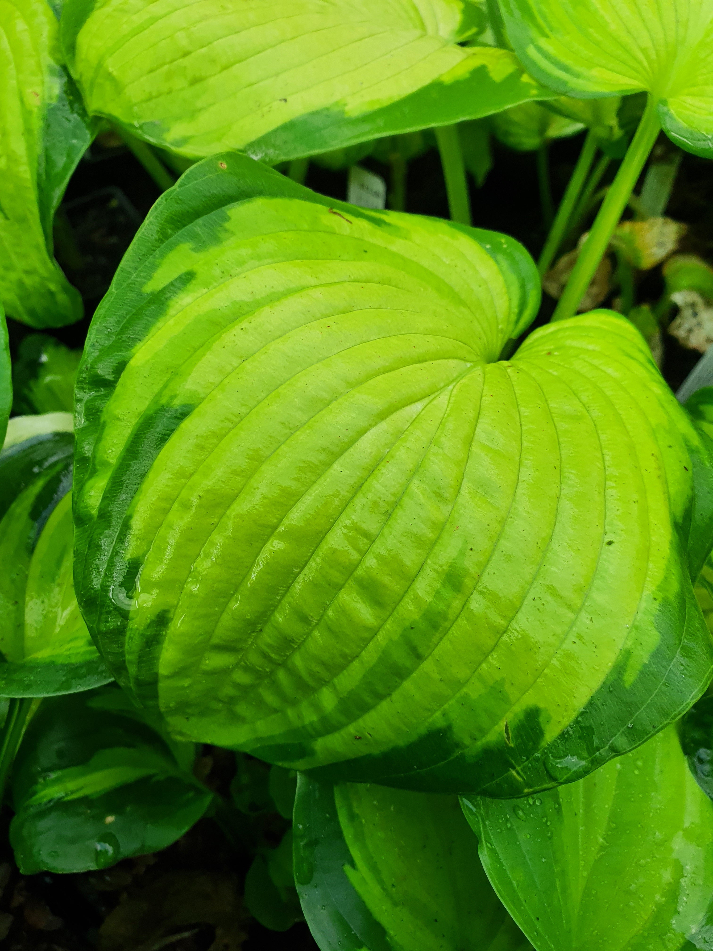 Hosta 'Color Glory'