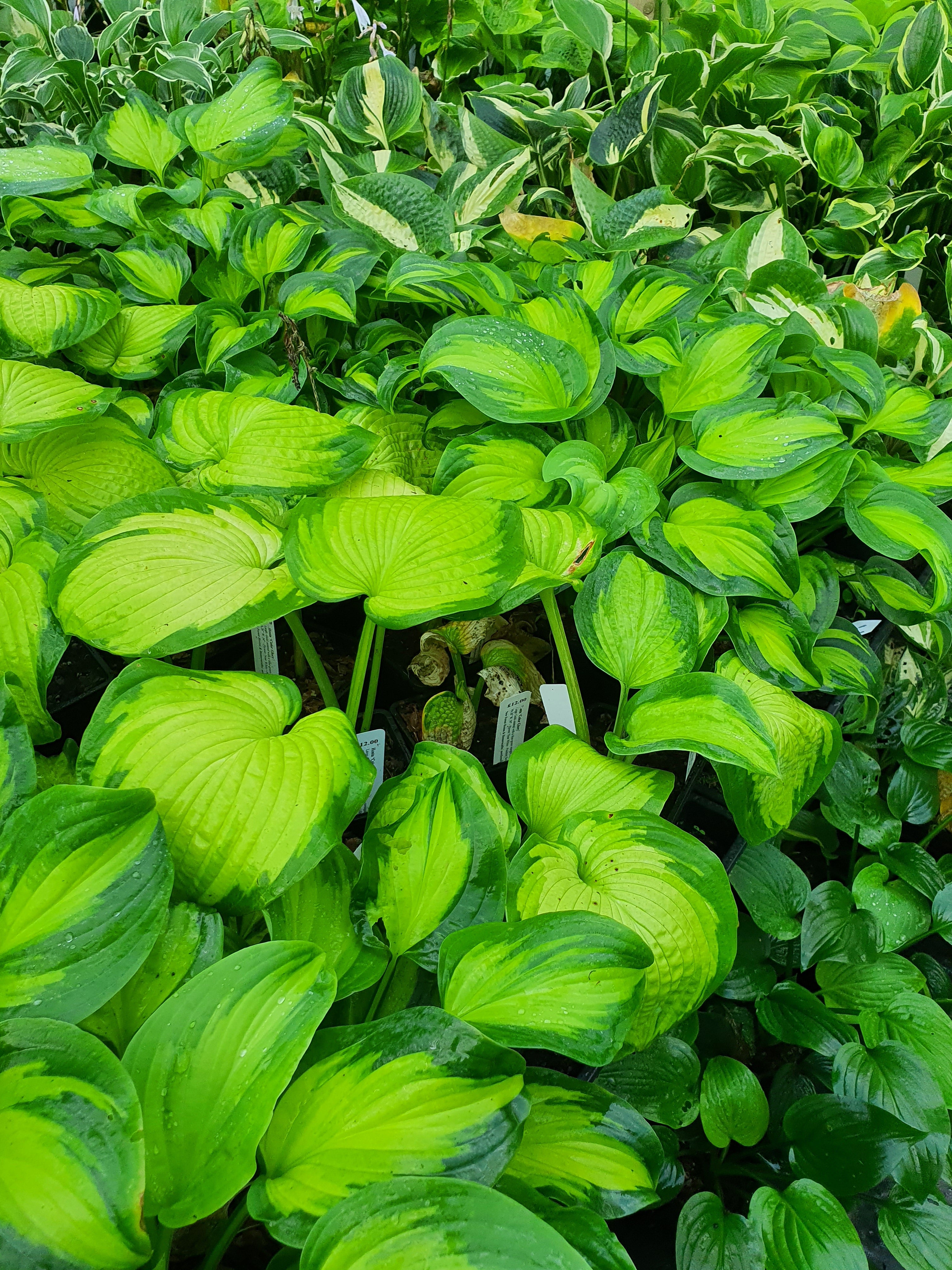Hosta 'Color Glory'
