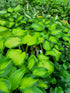 Hosta 'Color Glory'