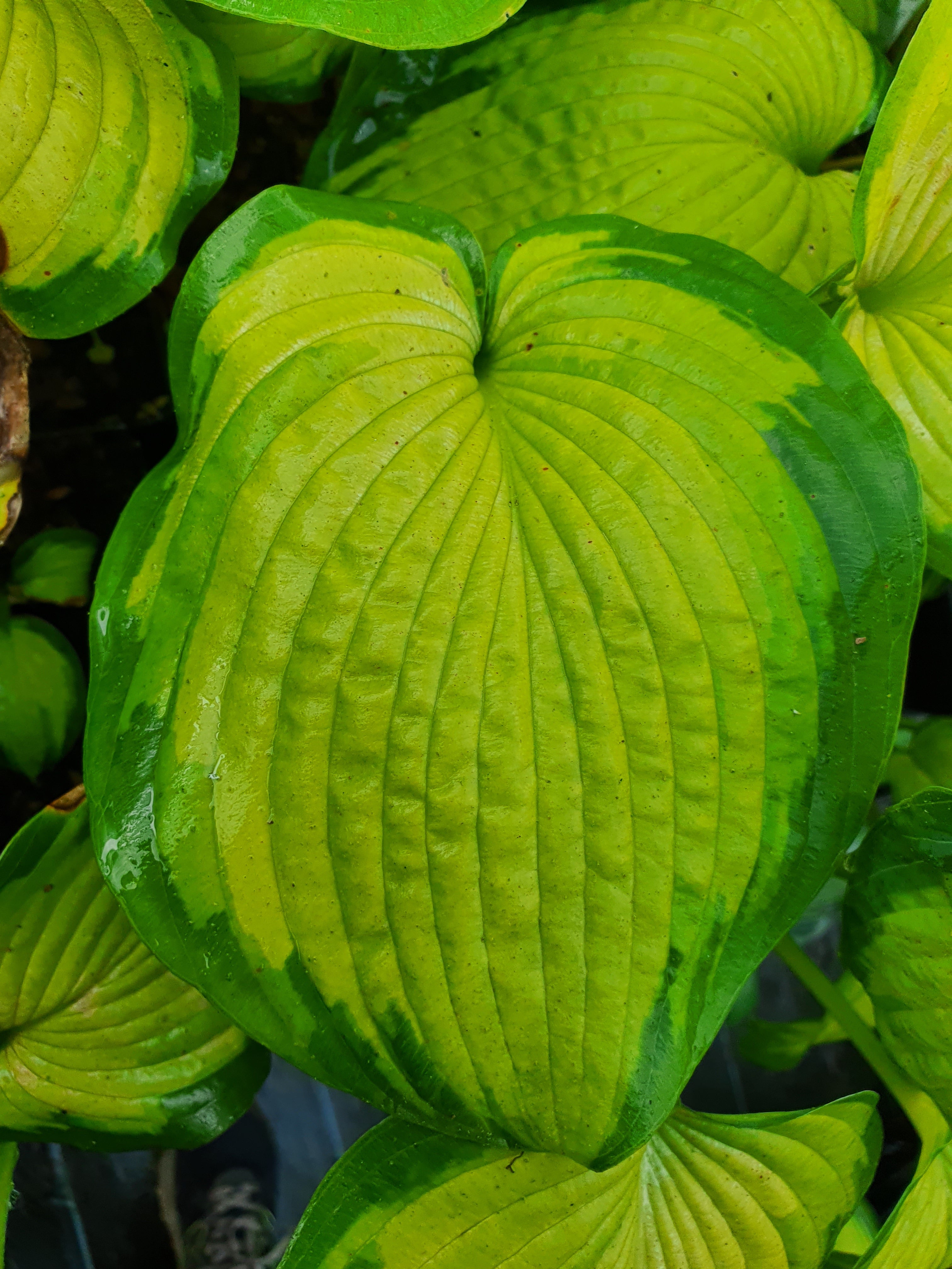 Hosta 'Color Glory'