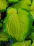 Hosta 'Color Glory'