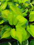 Hosta 'Lakeside Banana Bay'