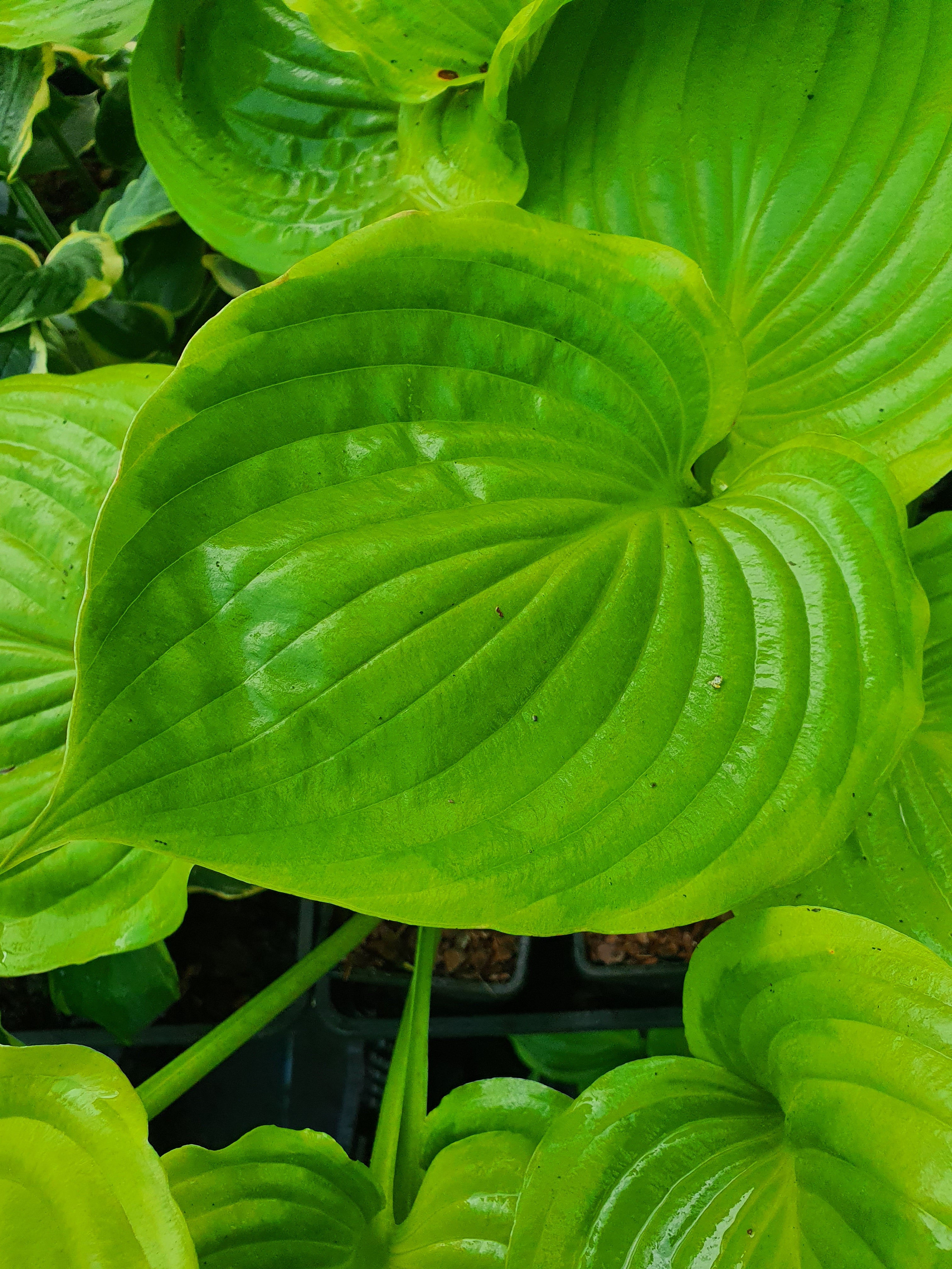 Hosta 'Sum of All'